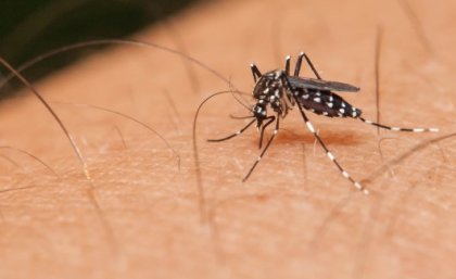 Mosquito sucking blood from human hand